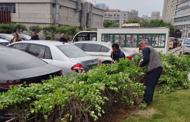 夏季高溫園林樹(shù)木移栽如何提高成活率-樹(shù)木移栽后死亡原因